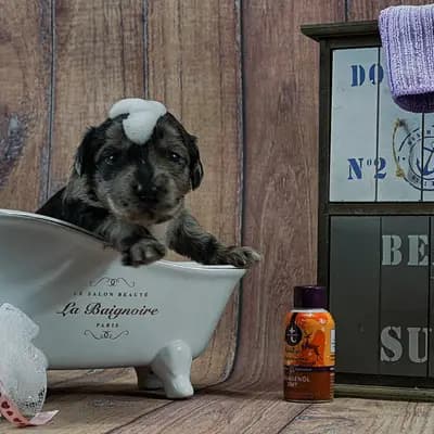 Galerie-Bild von von den Keksdieben in Baden-Württemberg, mit Eindrücken unserer Bergamasker Hirtenhund-Zucht.