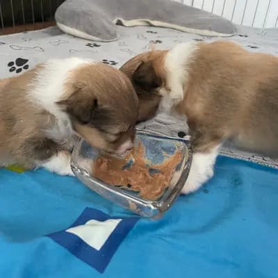 Bild aus Luxiole in Baden-Württemberg, wo unsere Shetland Sheepdog-Hunde in einer liebevollen Umgebung aufwachsen.