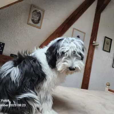 Foto von LIRYKA Z Wilgowa, einem Polski Owczarek Nizinny-Elternhund in Sachsen-Anhalt.