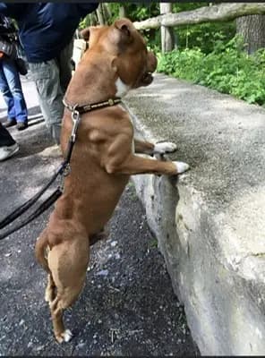 Galerie-Bild von MeinHeart Staff’s  in Sachsen, mit Eindrücken unserer Staffordshire Bull Terrier-Zucht.