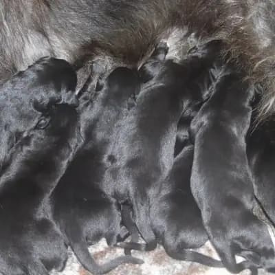 Galerie-Bild von Dahmraks Irish Wolfhounds in Bayern, mit Eindrücken unserer Irish Wolfhound-Zucht.