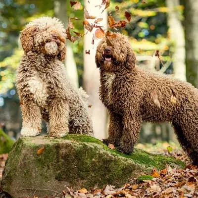 Galerie-Bild von Assona  in Rheinland-Pfalz, mit Eindrücken unserer Spanischer Wasserhund-Zucht.