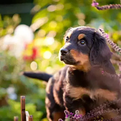 von den Nornen cover