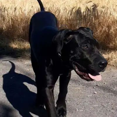 Galerie-Bild von Saupackerwelpen in Mecklenburg-Vorpommern, mit Eindrücken unserer Cane Corso Italiano-Zucht.