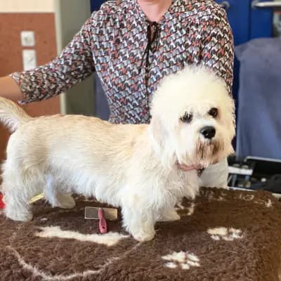 Galerie-Bild von Dandies of Belltower in Sachsen, mit Eindrücken unserer Dandie Dinmont Terrier-Zucht.