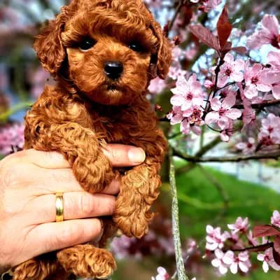 Bild aus Von den Rottalpfoten  in Bayern, wo unsere Pudel-Hunde in einer liebevollen Umgebung aufwachsen.