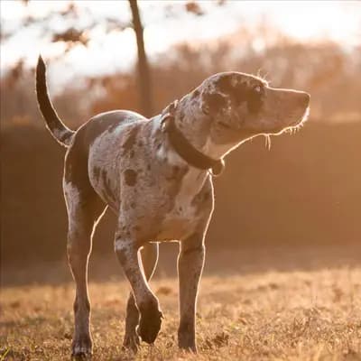 Foto von Lea, einem geretteten Catahoula Leopard Dog in Bayern.