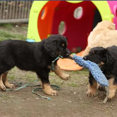 Bild aus Hovawarte von der Wassernixe in Niederösterreich, wo unsere Hovawart-Hunde in einer liebevollen Umgebung aufwachsen.