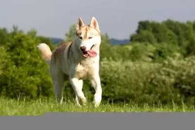 Galerie-Bild von Of-white-Eternity Huskys in Sachsen-Anhalt, mit Eindrücken unserer Siberian Husky-Zucht.