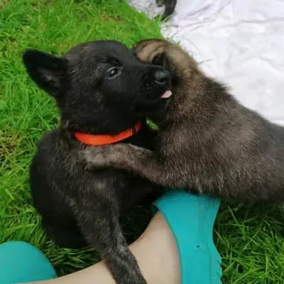 Galerie-Bild von Holländische Schäferhunde od Zlaté Sovy in Nordrhein-Westfalen, mit Eindrücken unserer Hollandse Herdershond (Holländischer Schäferhund)-Zucht.
