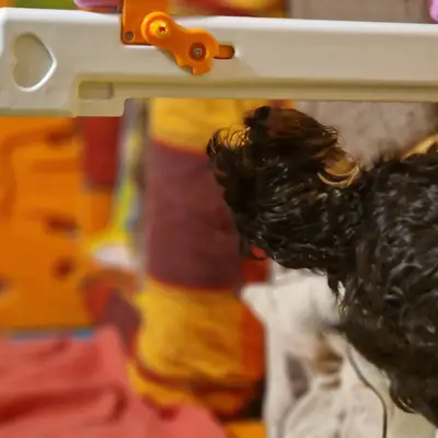Bild aus Bolonka  in Niederösterreich, wo unsere Bolonka Zwetna (Nationale Rasse)-Hunde in einer liebevollen Umgebung aufwachsen.