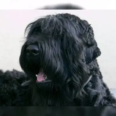 Chistaya Dusha cover