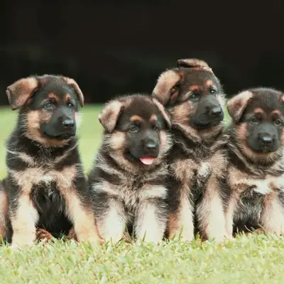 Timo - Deutscher Schäferhund Welpe in Berlin