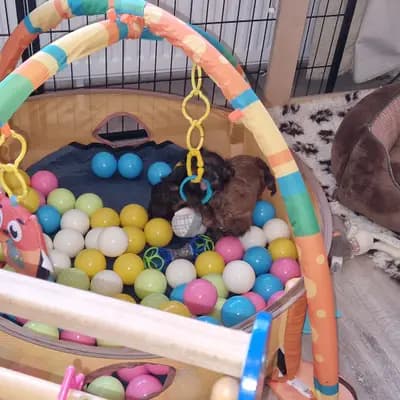 Bild aus Von der Villa Waldorf in Nordrhein-Westfalen, wo unsere Bolonka Zwetna (Nationale Rasse)-Hunde in einer liebevollen Umgebung aufwachsen.