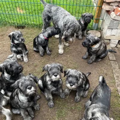 Schnauzer Puppy, Brandenburg