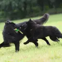 Belgische Schäferhunde