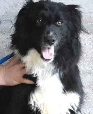 Balveer – Border Collie, Nordrhein-Westfalen, Im Tierheim Tierschutzverein pro-canalba e.V.