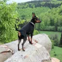Zwergpinscher