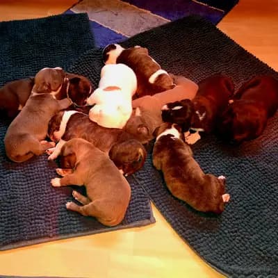 Galerie-Bild von Burnhardt's American XXL Bully in Saarland, mit Eindrücken unserer American Bully-Zucht.