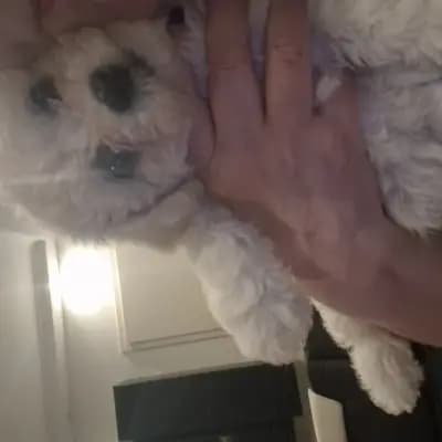 Galerie-Bild von Bichon Frisé vom Teilungssee  in Brandenburg, mit Eindrücken unserer Bichon A poil frise-Zucht.