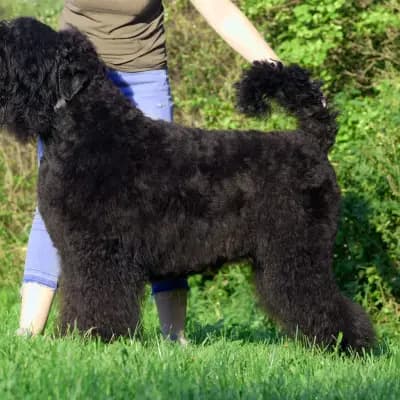 Galerie-Bild von Schwarzer russischer Terrier Welpen - Astra Fidelis FCI in Woiwodschaft Karpatenvorland, mit Eindrücken unserer Russischer Schwarzer Terrier-Zucht.