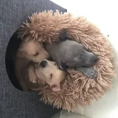 von den Heideperlen cover