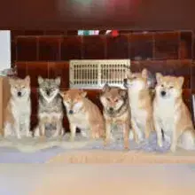 vom Sternengrund cover