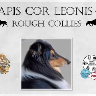 Apis cor Leonis cover