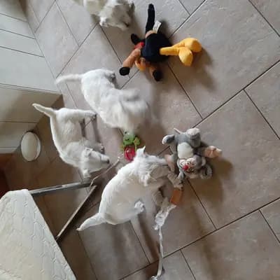 Bild aus Westie vom Elmbach in Sachsen, wo unsere West Highland White Terrier-Hunde in einer liebevollen Umgebung aufwachsen.