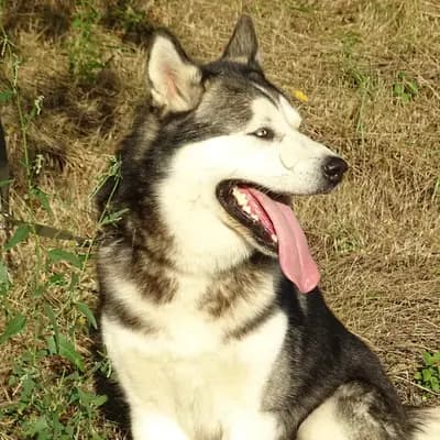 Galerie-Bild von Yukon Alaska Malamutes in Niederösterreich, mit Eindrücken unserer Alaskan Malamute-Zucht.