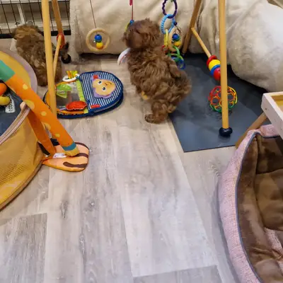Bild aus Von der Villa Waldorf in Nordrhein-Westfalen, wo unsere Bolonka Zwetna (Nationale Rasse)-Hunde in einer liebevollen Umgebung aufwachsen.