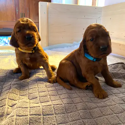 Galerie-Bild von of the maroon fellows in Bayern, mit Eindrücken unserer Irish Red Setter-Zucht.