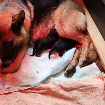 Bild aus Von der guten Freundschaft in Bern, wo unsere Deutscher Schäferhund-Hunde in einer liebevollen Umgebung aufwachsen.