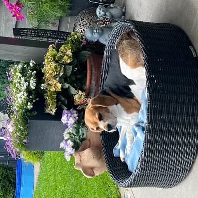 Bild aus Vom Steinbrink  in Niedersachsen, wo unsere Beagle-Hunde in einer liebevollen Umgebung aufwachsen.