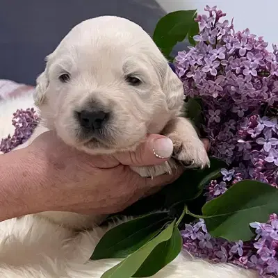 Unsere Welpen Golden Retriever Showlinie m. P. - Golden Retriever Welpe in Bayern