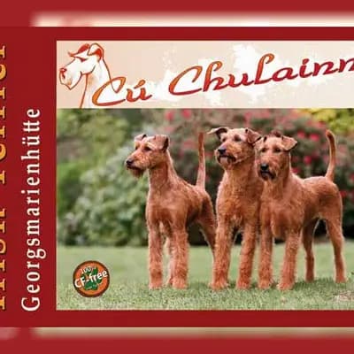 Galerie-Bild von Cú Chulainn's Irish Terrier in , mit Eindrücken unserer Irish Terrier-Zucht.