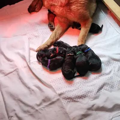 Bild aus Von der guten Freundschaft in Bern, wo unsere Deutscher Schäferhund-Hunde in einer liebevollen Umgebung aufwachsen.