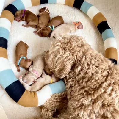 Bild aus Heart & Soul Doodles Australian Labradoodles in Nordrhein-Westfalen, wo unsere Australian Labradoodle-Hunde in einer liebevollen Umgebung aufwachsen.