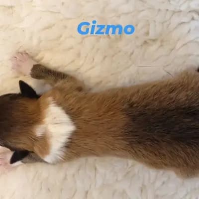 Gizmo von der Brettachwiese - Collie (Langhaar) Welpe in Baden-Württemberg