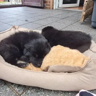 Bild aus Niemandsländer von der Hünenburg-Lohn in Nordrhein-Westfalen, wo unsere Niemandsländer-Hunde in einer liebevollen Umgebung aufwachsen.