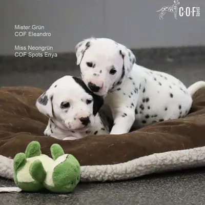 Bild aus COF Spots Dalmatiner in Niedersachsen, wo unsere Dalmatiner-Hunde in einer liebevollen Umgebung aufwachsen.
