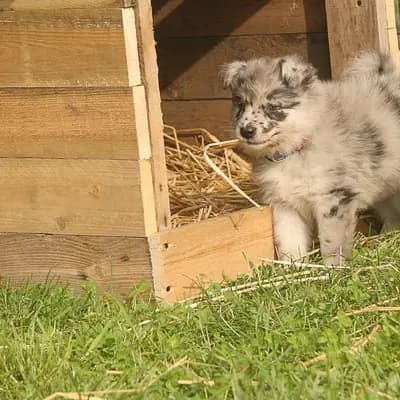 Bild aus Colorful soul in Bayern, wo unsere Australian Shepherd-Hunde in einer liebevollen Umgebung aufwachsen.