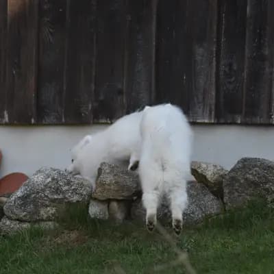 Bild aus Japanspitze von der Haager Schlossturmspitze in Bayern, wo unsere Japan Spitz-Hunde in einer liebevollen Umgebung aufwachsen.
