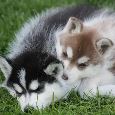Galerie-Bild von Bright Little Bear  in Niedersachsen, mit Eindrücken unserer Siberian Husky-Zucht.