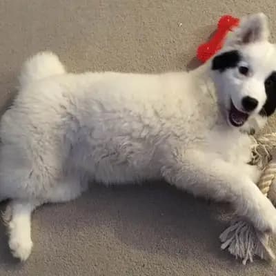 Galerie-Bild von Yakutskaya Laika Sibirskaya Zima in Schleswig-Holstein, mit Eindrücken unserer Yakutskaya Laika-Zucht.