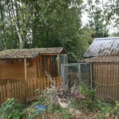 Bild aus Dahmraks Irish Wolfhounds in Bayern, wo unsere Irish Wolfhound-Hunde in einer liebevollen Umgebung aufwachsen.