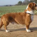 Westfälische Dachsbracke