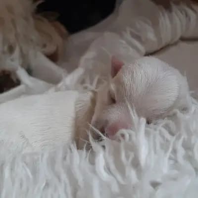 U-Wurf – West Highland White Terrier Welpe, Sachsen, Aufgezogen von Westie vom Elmbach