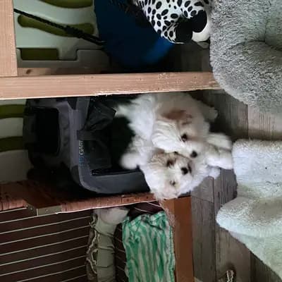 Galerie-Bild von Mengercotons in Nordrhein-Westfalen, mit Eindrücken unserer Coton de Tulear-Zucht.