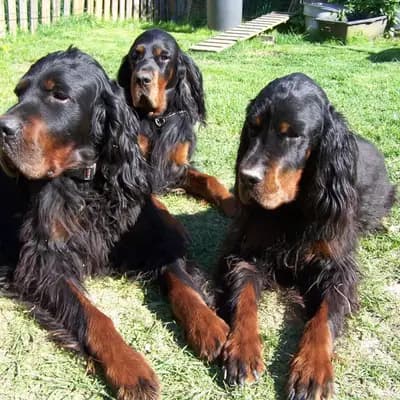 Titelbild von Black Devil´s in Bayern, Heimat unserer Gordon Setter-Zucht.